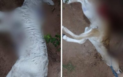 Onças matam animais e colocam em risco a segurança de crianças em zona rural do Tocantins