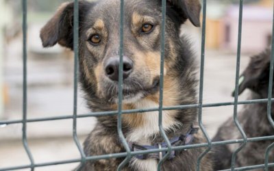 CRUELDADE: Homem é indiciado por matar cão a pauladas em Araguaína