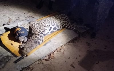 Onça-pintada é capturada em pesqueiro onde homem foi atacado e morto no Pantanal