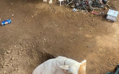 Casal que deixou cachorro morrer de fome e sede vai responder por maus-tratos