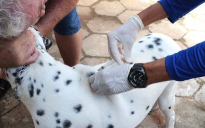 Araguaína inicia vacinação antirrábica e pretende imunizar mais de 32 mil animais