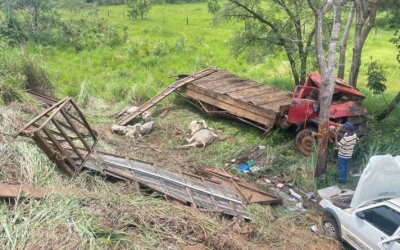 Acidente na TO-050 envolvendo caminhões gaiola, deixa animais mortos e uma pessoa ferida