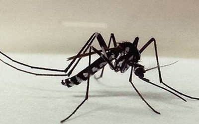 Tocantins intensifica ações contra febre amarela após caso confirmado em Monte do Carmo