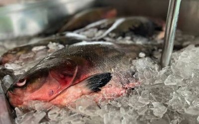 Levantamento da Sepea mostra como é o consumo de pescado por moradores no sul e sudeste do Tocantins