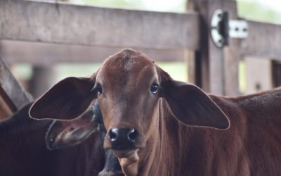 Tocantins alcança 90,58% de índice vacinal contra brucelose