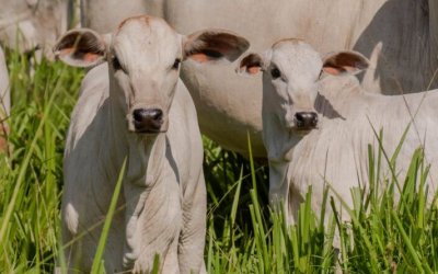 Gerente de fazenda é indiciado pela Polícia por aplicar golpes contra fazendeiro