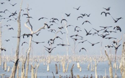 Governo do Tocantins realiza mapeamento de aves migratórias na Ilha do Bananal para prevenção à Influenza aviária