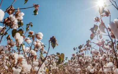 Com crescimento de 37% na área de cultivo de algodão, Tocantins inicia período de vazio sanitário dia 20 de setembro