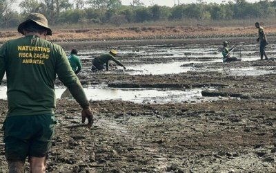 Governo do Tocantins salva mais de 150 peixes durante a Operação Gigante do Araguaia na Ilha do Bananal