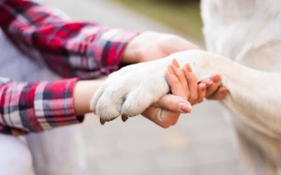 Núcleo de Operações com Cães da Polícia Penal recebe alunos da Apae em programação da Semana Nacional da Pessoa com Deficiência Intelectual e Múltipla
