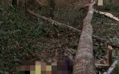 Homem morre esmagado por árvore que ele cortava com motosserra