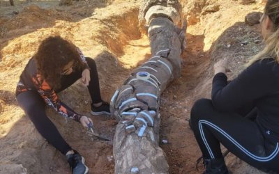 Com apoio do Naturatins, tem início o mapeamento no Monumento Natural das Árvores Fossilizadas