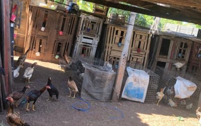 Homem que mantinha a companheira em cárcere privado em galinheiro de rinha de galos é preso pela Polícia Civil