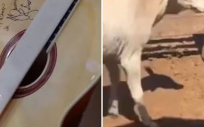 Violão autografado por Henrique e Juliano e bezerra doada por Leonardo são arrematados por mais de R$ 115 mil em leilão