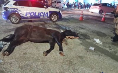 Ministério Público apura responsabilidade por morte de animal na Cavalgada de Gurupi
