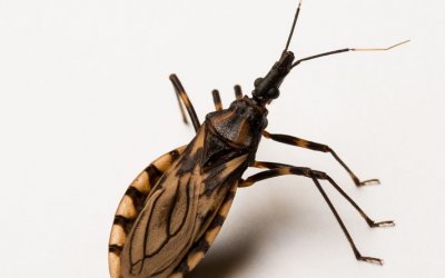 HDT chama atenção sobre cuidados contra a doença de Chagas