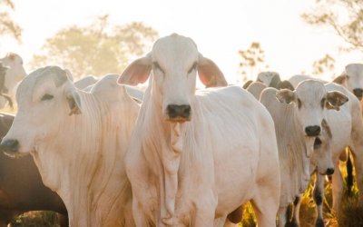Tocantins recebe reconhecimento nacional de livre de febre aftosa sem vacinação