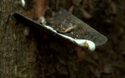 Conab realiza leilão de R$ 70 milhões para escoamento de borracha; produtores do Tocantins estão entre os beneficiados