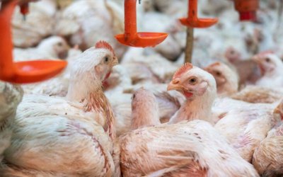 Adapec realiza monitoramento para comprovar ausência da Influenza Aviária e Doença de Newcastle