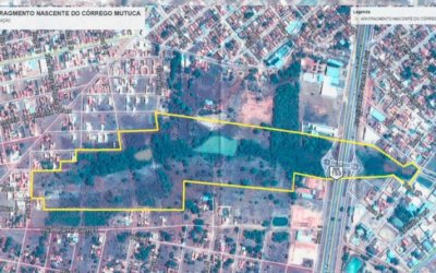 Área desmatada em Unidade de Conservação de Gurupi deve ser recuperada após atuação do MPTO