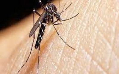 Tocantins reduz em 85% os casos de dengue em 2023