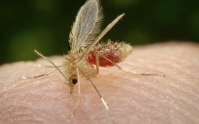 Tocantins fecha o ano de 2023 sem nenhum óbito por Leishmaniose Visceral