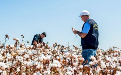 Plantio de algodão no Tocantins está autorizado a partir de terça-feira, 21
