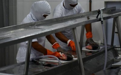 Governo do Tocantins recebe autorização do Ministério da Agricultura para ampliação ao setor de pescado