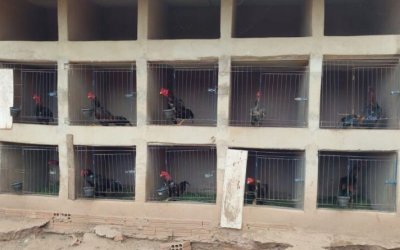Polícia Civil apreende mais de dez galos de briga e prende homem por maus tratos a animais