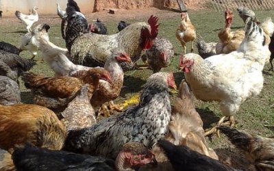 Ministério da Agricultura suspende feiras com aglomeração de aves para evitar gripe aviária