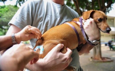 CCZ deve imunizar 29 mil animais contra raiva em Araguaína