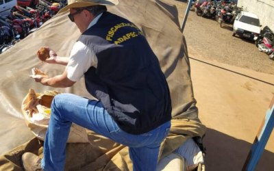 Adapec apreende 10 toneladas de sementes de capim irregular próximo a Araguaína