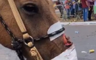 MPTO vai apurar suspeita de maus-tratos de animais durante cavalgada em Araguaína