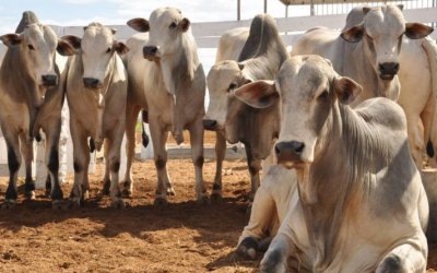 Tocantins conquista status de zona livre se aftosa sem vacinação