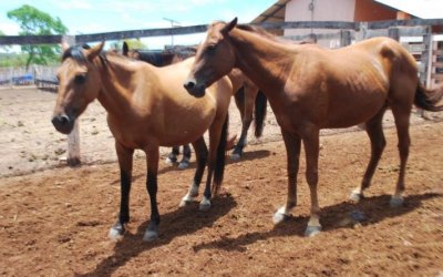Adapec reforça a importância dos cuidados para evitar anemia infecciosa equina