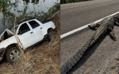 Jacaré-açu gigante morre atropelado em rodovia no Tocantins; casal que estava no carro sofreu ferimentos leves