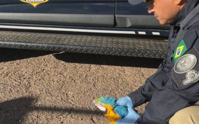 PRF resgata arara-canindé ferida às margens da BR-153, no Tocantins