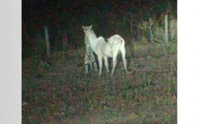 Onça é flagrada atacando bezerro em fazenda no sul do Tocantins: ?A gente só queria salvar o animal?