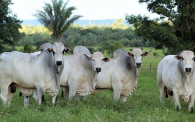 Tarifaço de Trump pode atingir em cheio Araguaína, que vendeu 51 milhões de dólares em carne aos EUA