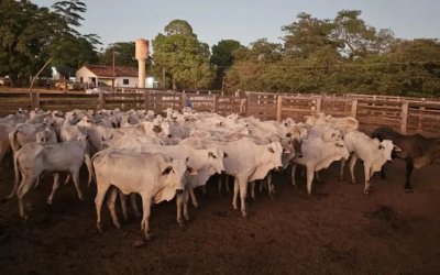 PM recupera 66 cabeças de gado avaliadas em R$ 170 mil no sul do TO