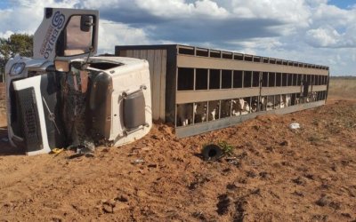 Carreta boiadeira tomba na TO-373; motorista e animais ficam feridos