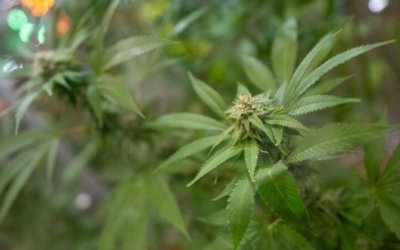 Justiça nega pedido de farmácia para vender produtos à base de maconha no Tocantins