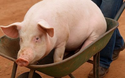 Pedreiro é condenado  por furto de porco do próprio irmão em Paraíso do Tocantins