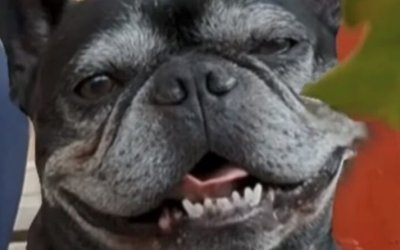 Apelo emocionante: mulher pede a devolução de seu cachorro econtrado em Nova Olinda