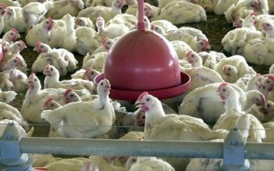 Ministério da Agricultura confirma caso de gripe aviária no Brasil