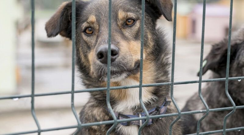 CRUELDADE: Homem é indiciado por matar cão a pauladas em Araguaína