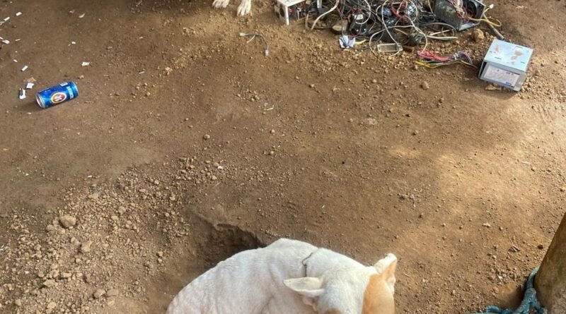 Casal que deixou cachorro morrer de fome e sede vai responder por maus-tratos