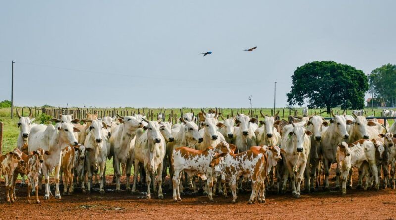 Produtores com leilões e abates em maio poderão antecipar declaração pecuária no TO