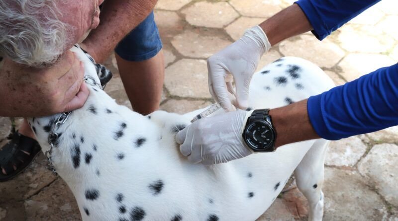 Araguaína inicia vacinação antirrábica e pretende imunizar mais de 32 mil animais