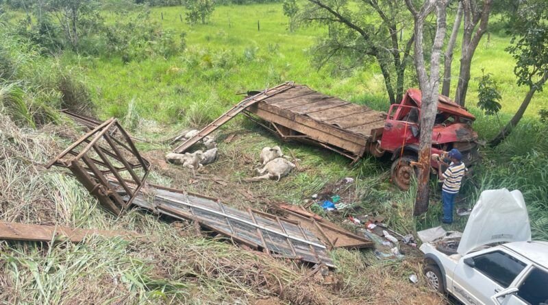 Acidente na TO-050 envolvendo caminhões gaiola, deixa animais mortos e uma pessoa ferida